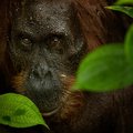 orang_utan