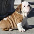 My dream dog