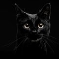 Gentle_cat_