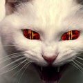__KOTIK666__