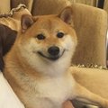 Athiasdoge