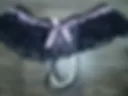Hot bra n panties tease