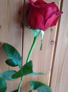 DannyDevil Thank you for the rose for Valentine's Day Borolad photo 10617810