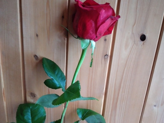 Thank you for the rose for Valentine's Day Borolad
