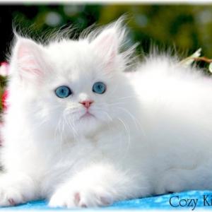 persian kitty