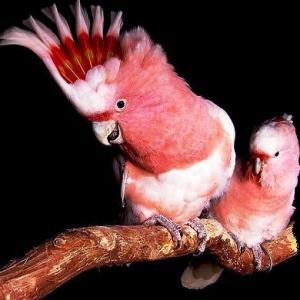 PARROT 
