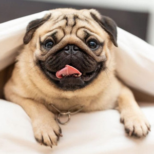 Pug