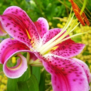 flowers