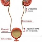 To grow and transplant of kidneys and urinary bladder.