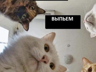 котэ