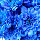 Bush blue chrysanthemum