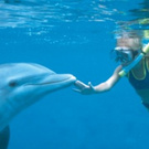 Купание с дельфином