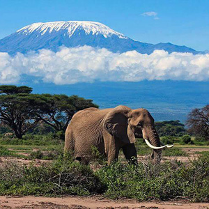 climb the Kilimanjaro volcano