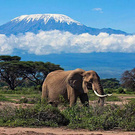 climb the Kilimanjaro volcano