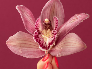ORCHIDLADY2