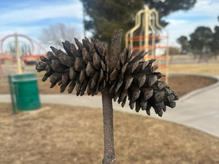 pine park