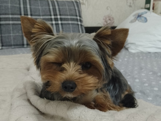 My dogs 🐶🐕