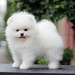 White Spitz