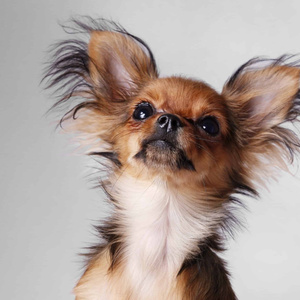 Russian Toy Terrier: