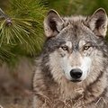 Wolf02021