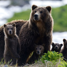 A trip to Kamchatka to the nature reserve with bears