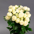 White roses...