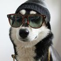 Boss-Dog