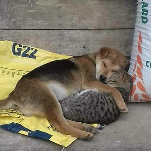 helping homeless animals❤️