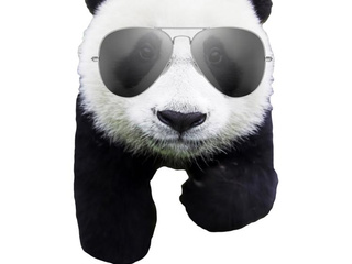 Панды в очках