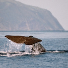 Go to ♥NORWAY♥ and see a ♥REAL WHALE♥