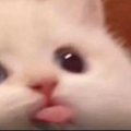 Kappa_69