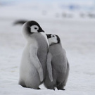 Путешествие к пингвинам