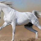 Arabian horse)