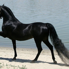 I want to buy an Arabian horse)