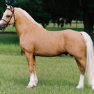 A beautiful horse