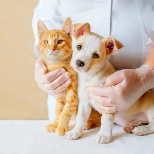 Meterinary clinic or animal hospice