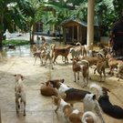An animal shelter