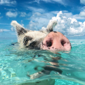 Dianna’s Dream Vacation