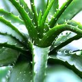 PornoAloe