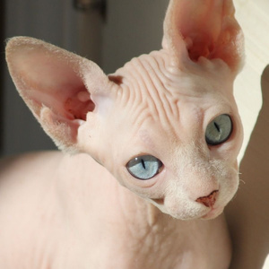 Котик сфинкса!