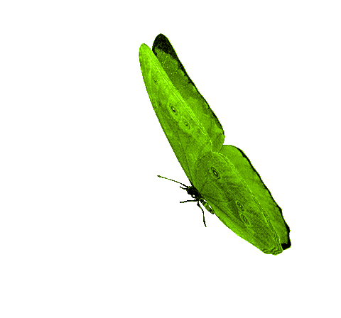 NandiSmile :) image: 2