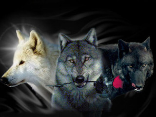My Photos