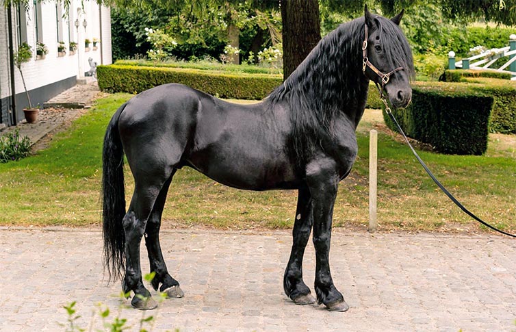 AnnyRoomsex my favorite horse image: 1