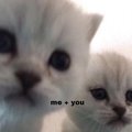 wiwiwiiikotik812