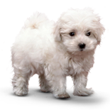White puppy