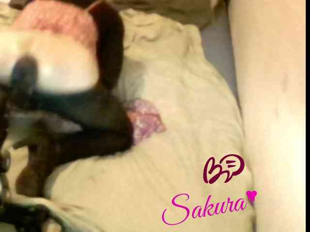 Sakura-Cherry